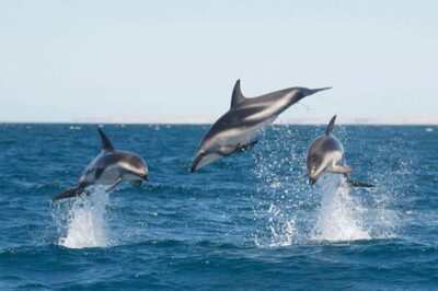 Dolphin Watching Adventure - Meeting at Muelle Comandante Luis Piedrabuena: timing and clarity