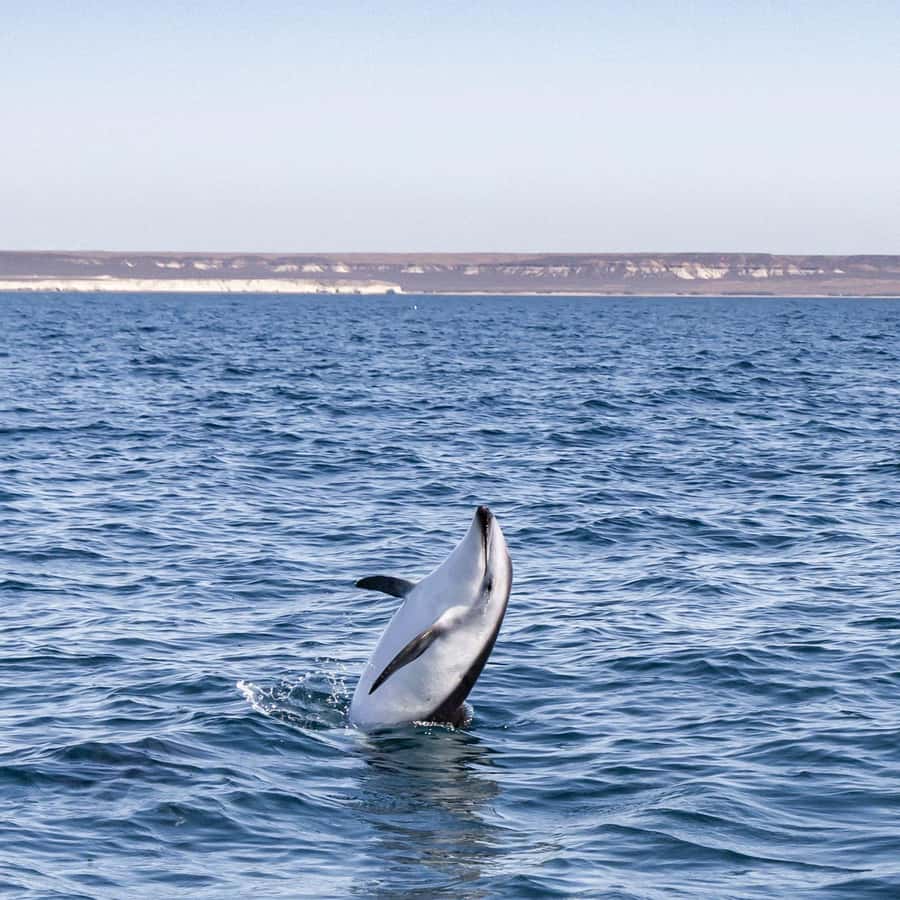 Dolphin Watching Adventure - Punta Loma Protected Natural Area: sea lions and seabirds for your camera
