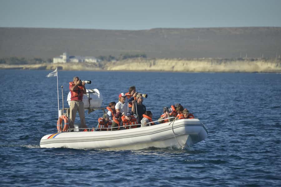 Dolphin Watching Adventure - What’s included in the $105 price, and why it can be good value