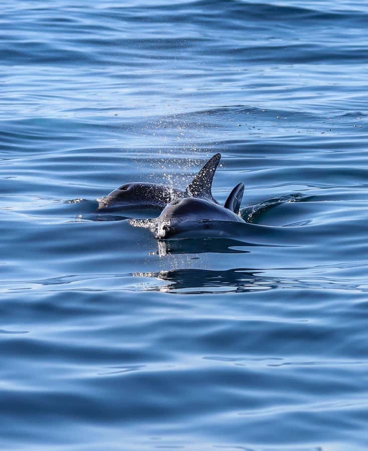 Dolphin Watching Adventure - Guides, language, and how to get more from the spotting