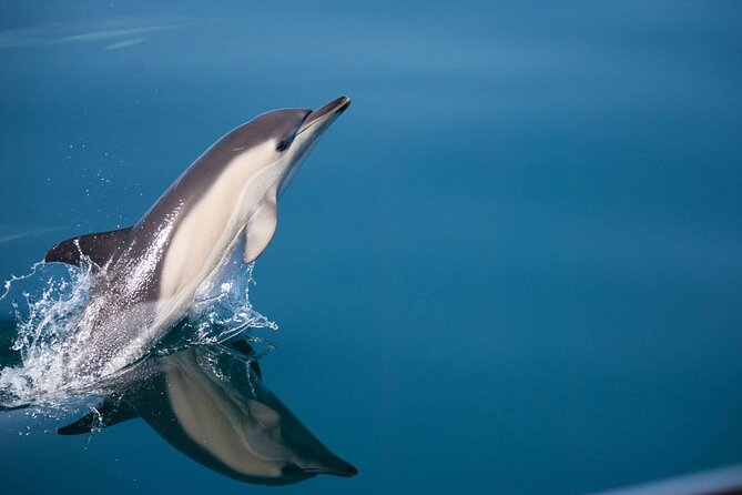 Dolphin Watching Adventure in Estepona Bay - Key things to know before you go