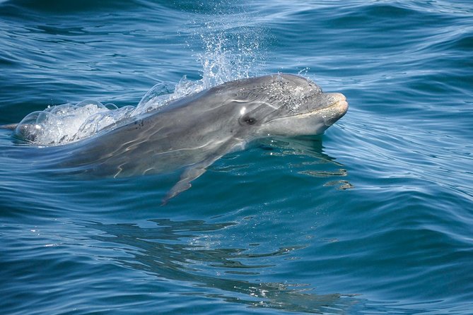 Dolphin Watching and Cave Boat Cruise from Albufeira - From Alameda da Orada to open water: what the 2.5 hours feels like