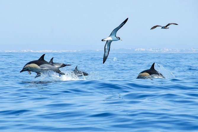 Dolphin Watching and Cave Boat Cruise from Albufeira - Cave boat cruising near Benagil: what you’ll see from the water