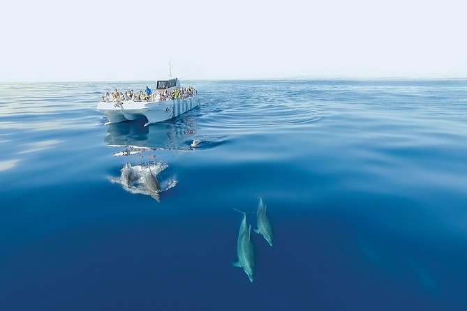 Dolphin Watching and Cave Boat Cruise from Albufeira - Onboard life: guides, music, and staying warm when the boat speeds up