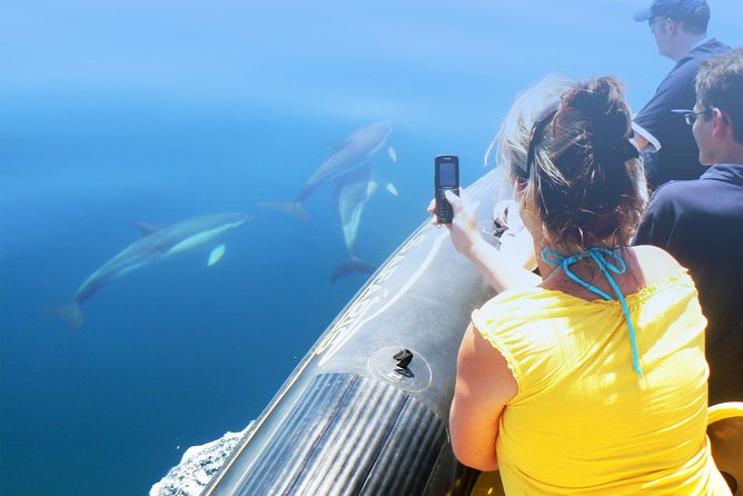 Dolphin Watching and Cave Tour from Vilamoura - Dolphin watching: what “common dolphins” really implies