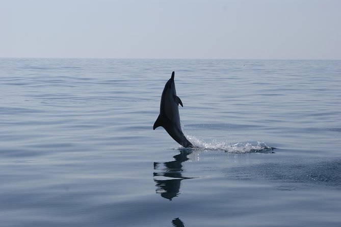 Dolphin Watching and Cave Tour from Vilamoura - The Algarve sea caves and inlets: why you should expect views from the water