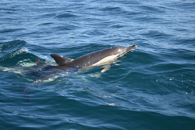 Dolphin Watching and Cave Tour from Vilamoura - Price and value: is $48.06 a fair deal?