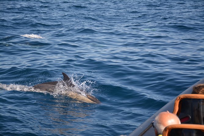 Dolphin Watching and Cave Tour from Vilamoura - Tips to get the most out of the 2-hour window