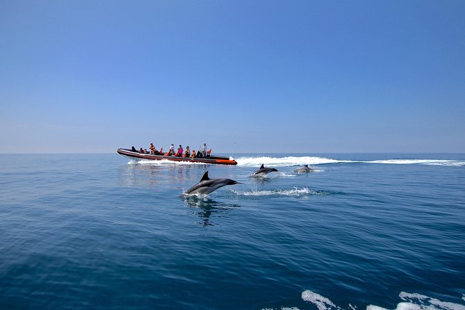 Dolphin Watching and Cave Tour from Vilamoura - The boat plan: reaching open-ocean water fast