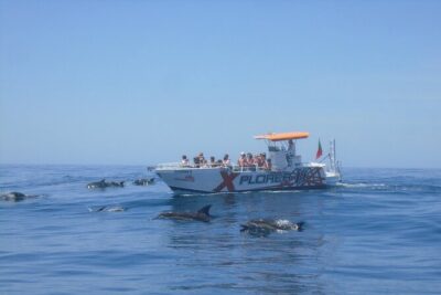 Dolphin Watching and Caves Cruise - Getting to the marina: what to know before you board