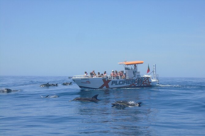 Dolphin Watching and Caves Cruise - Getting to the marina: what to know before you board