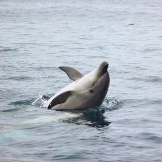 Dolphin Watching and Local Caves - A Two-for-One Algarve Coast Trip: Dolphins and Sea-Only Caves