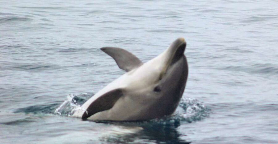 Dolphin Watching and Local Caves - Salema Beach: Your First Window for Marine Life Watching