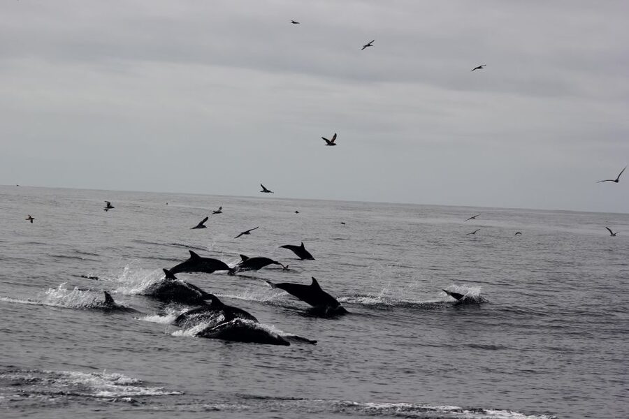 Dolphin Watching and Local Caves - The Boat Cruise: Dolphins Up Close With a Skilled Skipper