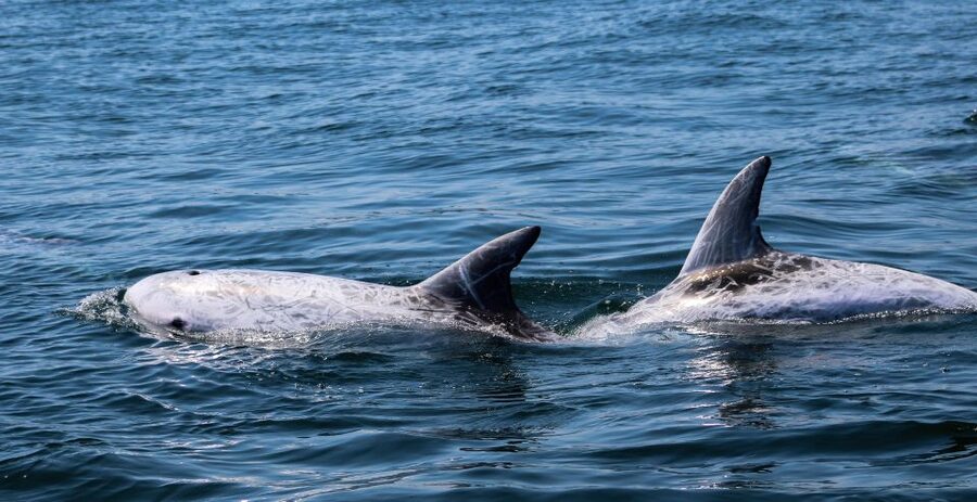 Dolphin Watching and Local Caves - Visiting Caves in PNSACV: Sea Access Only Changes the View
