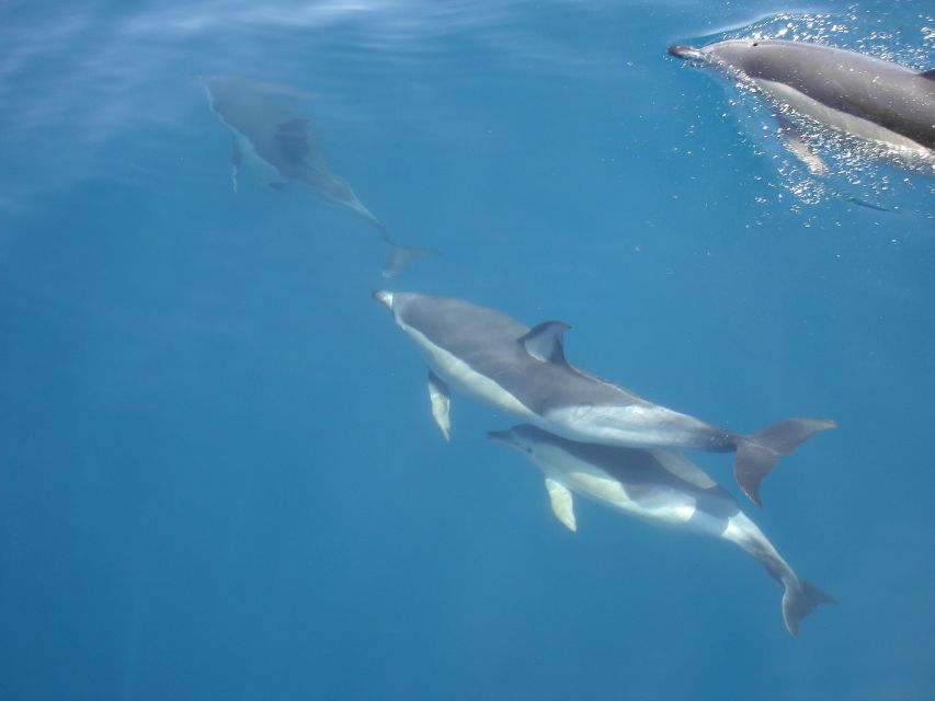 Dolphin Watching and Local Caves - Price and Value: What $70 Covers (and What It Doesn’t)