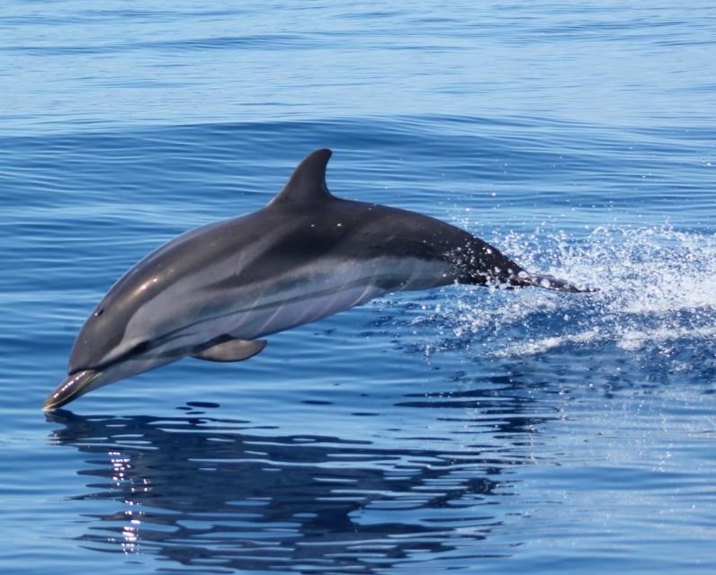 Dolphin Watching and Local Caves - Practical Tips for a Better Time on the Water