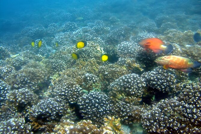 Dolphin Watching and Snorkeling Activity in Muscat - Setting Sail From Marina Bandar Al Rowdha