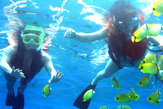 Dolphin Watching and Snorkeling Activity in Muscat - Snorkeling Over Coral Beds: The Underwater Half of the Day