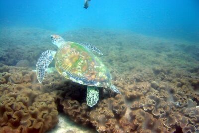 Dolphin Watching and Snorkeling Activity in Muscat - Dolphin Watching on Deck: What You’re Really Chasing