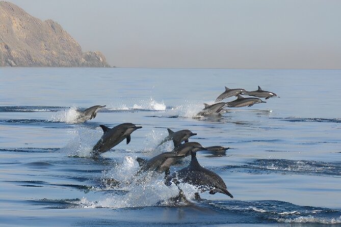 Dolphin Watching and Snorkeling Activity in Muscat - What’s Actually Included: Snacks, Drinks, and a Manageable Group