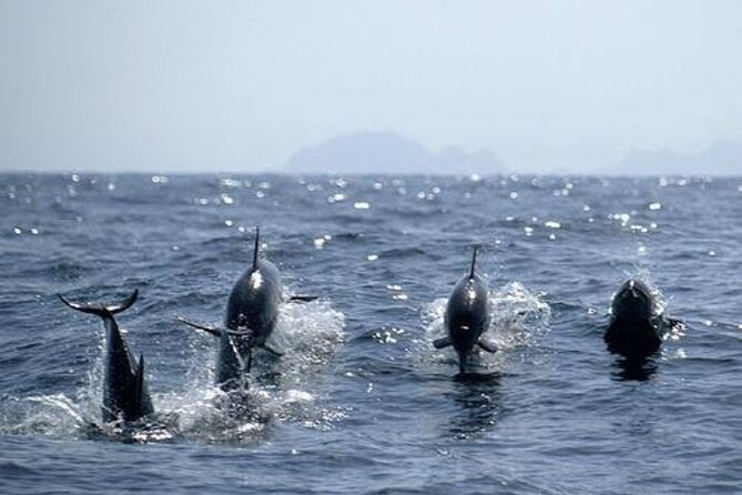 Dolphin Watching and Snorkeling Activity in Muscat - Who Should Book This Dolphin and Snorkeling Trip