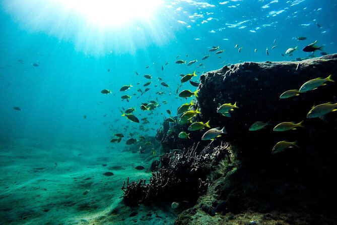 Dolphin Watching and Snorkeling Adventure in Key West - Wildlife Extras You Might Catch Along the Way