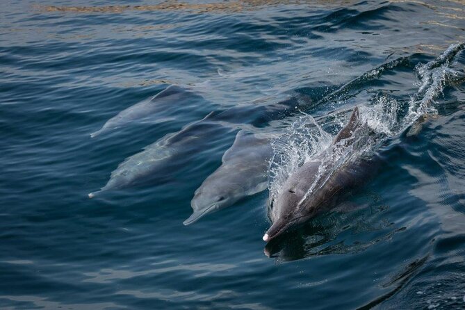 Dolphin Watching and Snorkeling Cruise Experience in Muscat - Dolphin watching the practical way: how you actually spot them