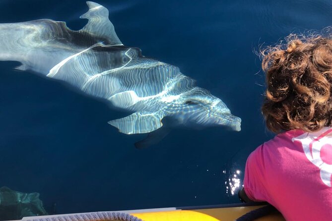 Dolphin watching and snorkeling in Figarolo - Key highlights before you go