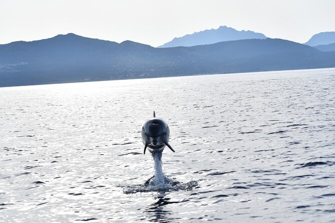 Dolphin watching and snorkeling in Figarolo - Price and value: $84.10 for a focused sea day