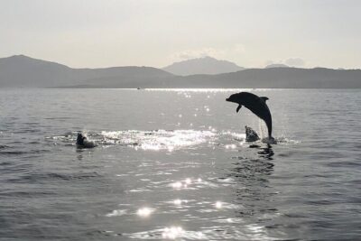 Dolphin watching and snorkeling in Figarolo - Capo Figari: your first real moment with dolphins