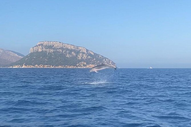Dolphin Watching and Snorkeling in Figarolo in Sardinia - Key highlights worth your attention