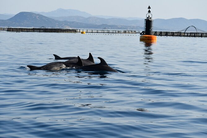 Dolphin Watching and Snorkeling in Figarolo in Sardinia - Setting Out From Golfo Aranci to Capo Figari