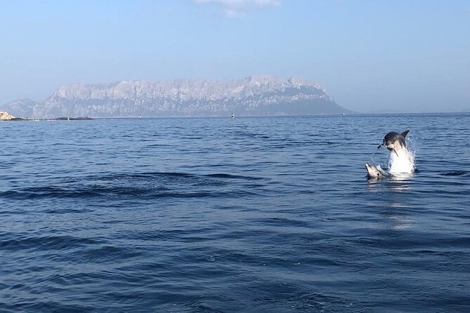 Dolphin Watching and Snorkeling in Figarolo in Sardinia - Who This Tour Fits Best (And Who Should Skip It)