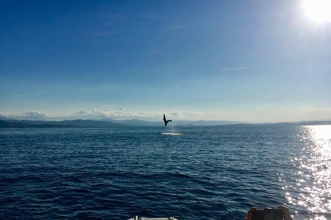 Dolphin Watching and Snorkeling in Figarolo in Sardinia - Price and Value: Is $84.69 Worth 3.5 Hours?