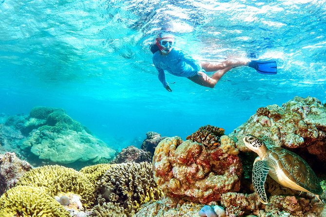 Dolphin Watching and Snorkeling Tour from Muscat - When dolphins aren’t cooperative: how to salvage a good day