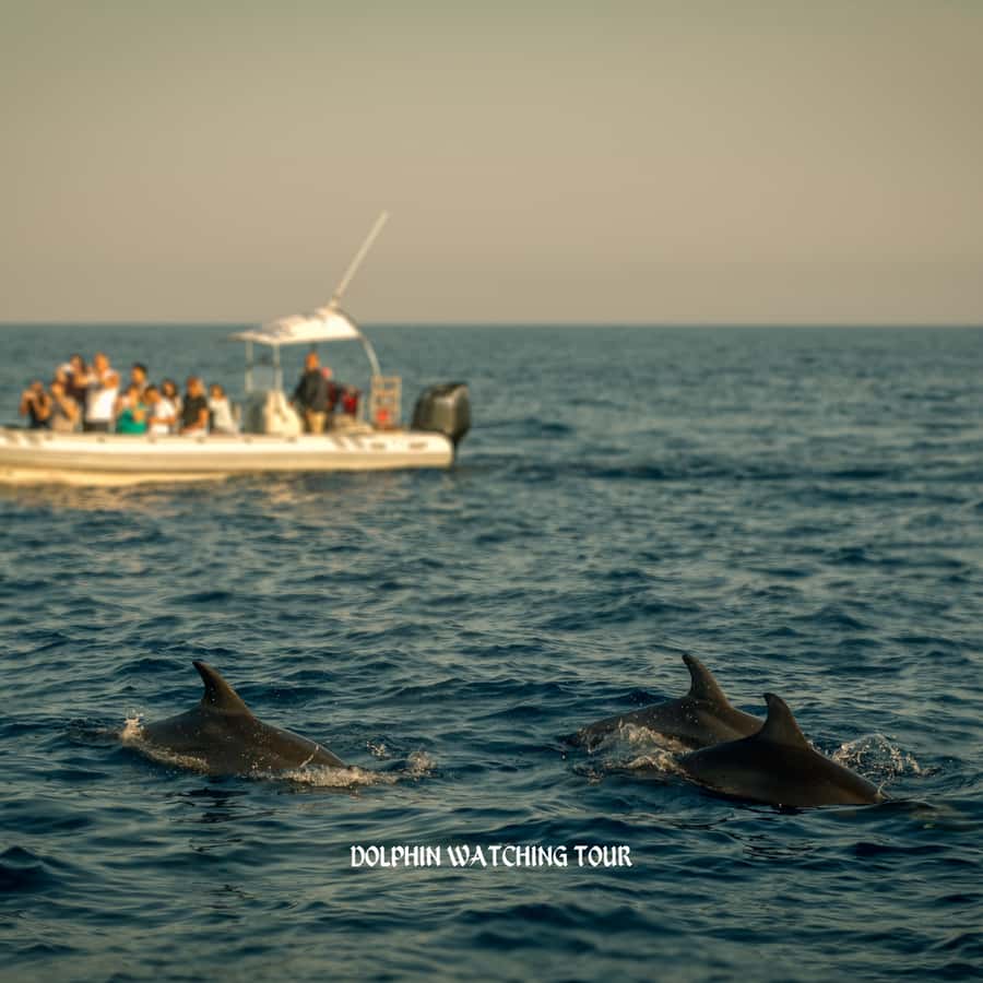 Dolphin Watching and Snorkeling Tour with Hotel Transfers - Key things I’d mark down before you book