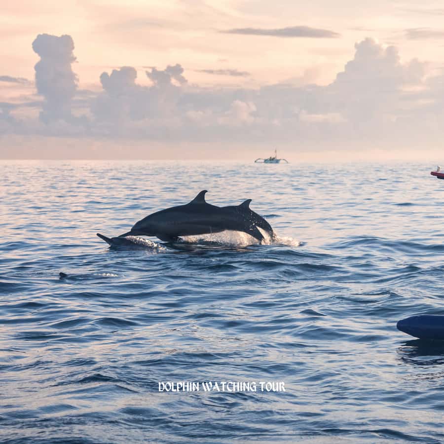 Dolphin Watching and Snorkeling Tour with Hotel Transfers - Where Bandar Al Rowdha Marina Fits Into Your Muscat Day