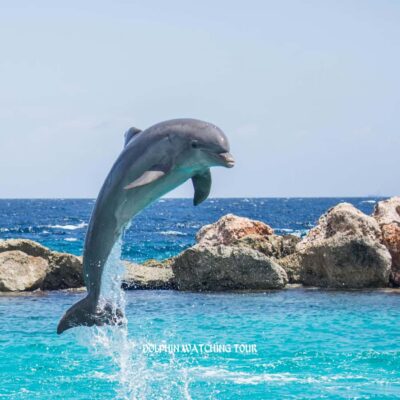 Dolphin Watching and Snorkeling Tour with Hotel Transfers - The 3-Hour Cruise: Dolphin Watching That Feels Like Spotting Real Life