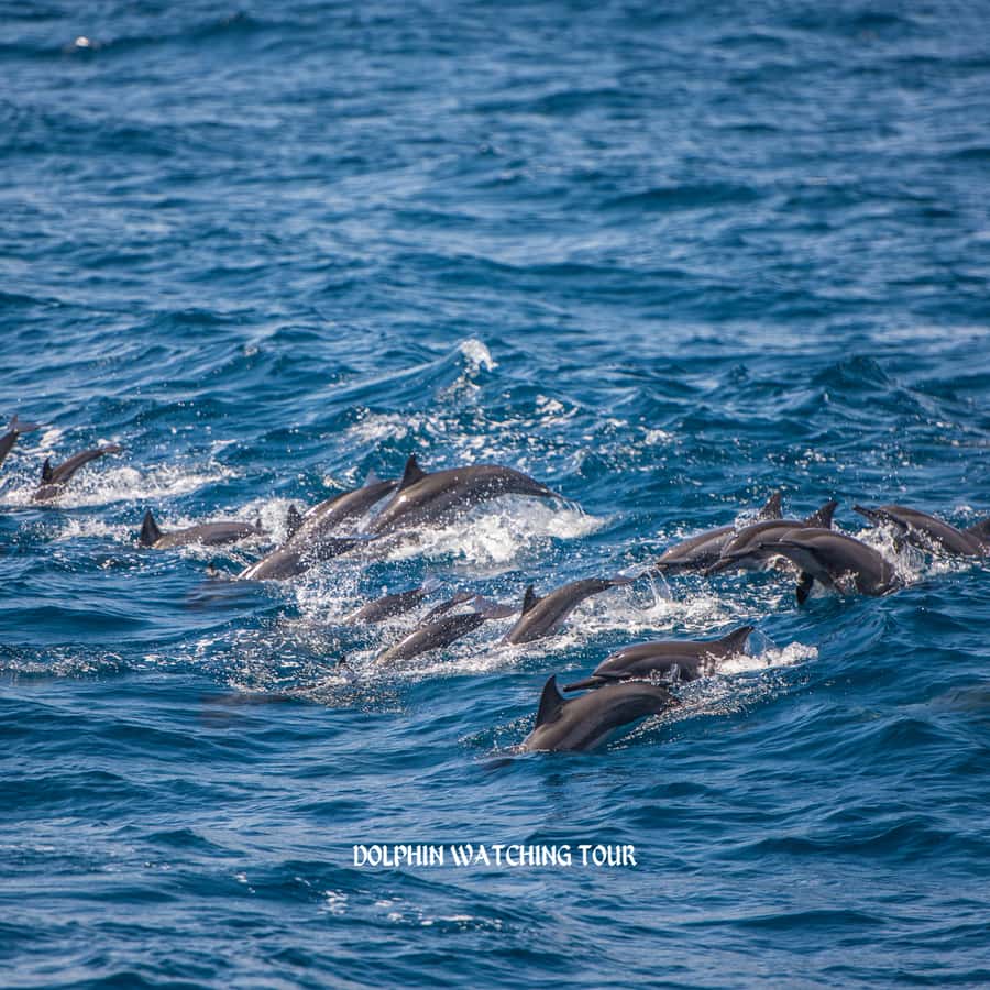 Dolphin Watching and Snorkeling Tour with Hotel Transfers - The Transfer Loop: Why the 4 Hours Works So Well