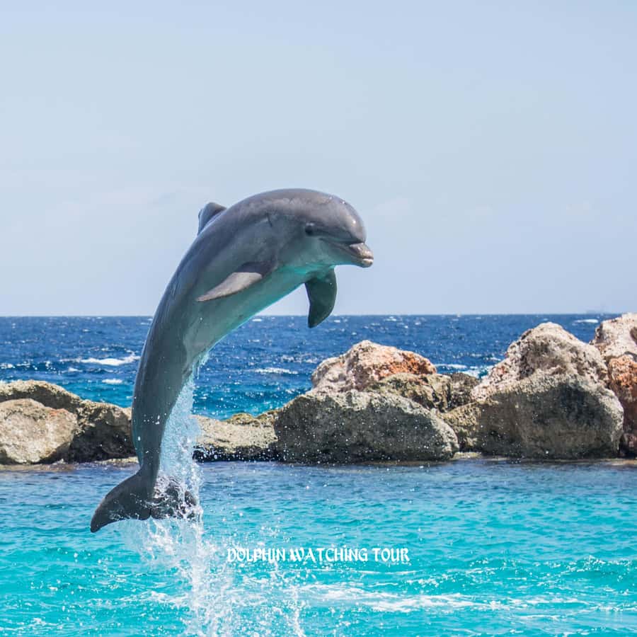 Dolphin Watching and Snorkeling Tour with Hotel Transfers - The 3-Hour Cruise: Dolphin Watching That Feels Like Spotting Real Life