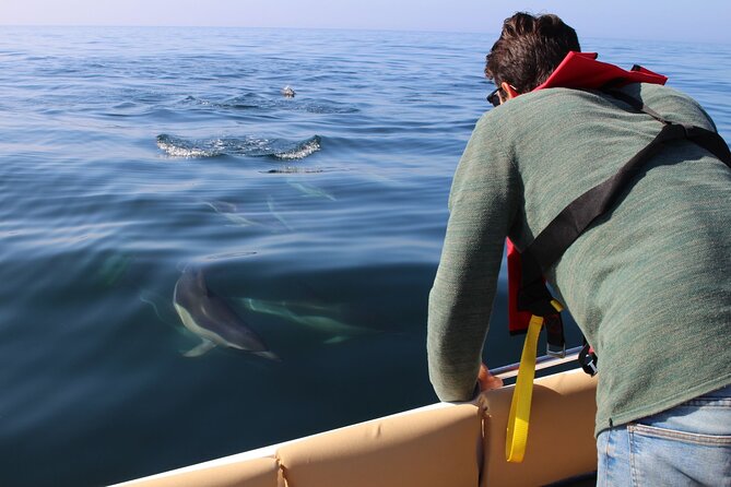 Dolphin watching and wildlife from Faro - A Morning Boat Trip From Faro Marina (8:45 AM start)