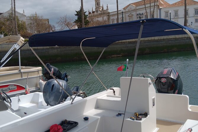 Dolphin watching and wildlife from Faro - Small group, big difference: comfort and better conversations
