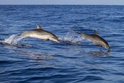 Dolphin watching and wildlife from Faro - Ria Formosa Natural Park and the Barrier Islands: what you actually see