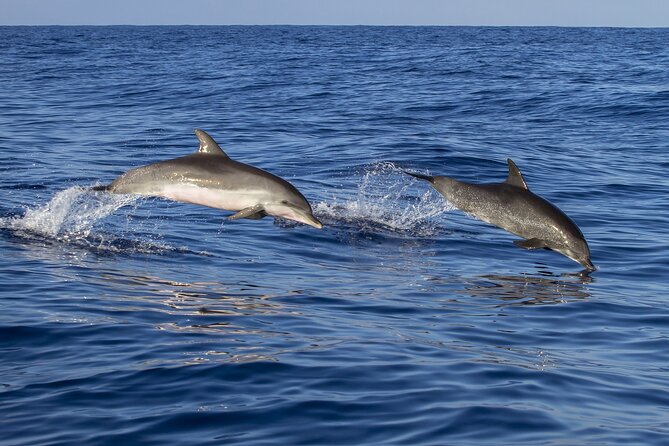 Dolphin watching and wildlife from Faro - Ria Formosa Natural Park and the Barrier Islands: what you actually see