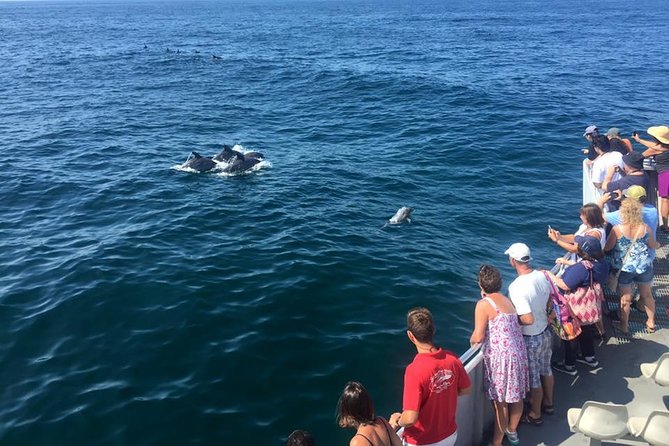 Dolphin Watching around Cape May - Key things to know before you go