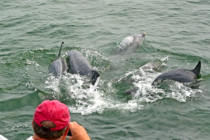Dolphin Watching around Cape May - Cape May dolphins: what this cruise really is about