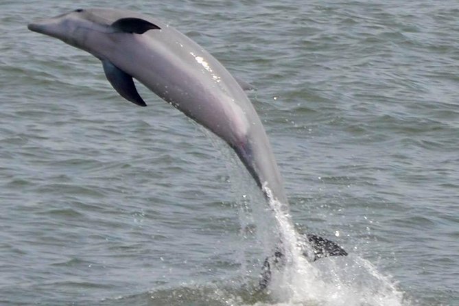 Dolphin Watching around Cape May - Two hours in motion: how the captain’s narration improves your dolphin spotting
