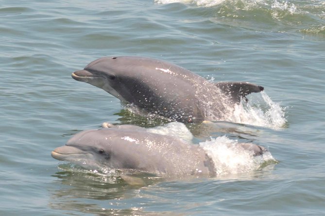 Dolphin Watching around Cape May - The Victorian seaside views: getting Cape May and the region from the water