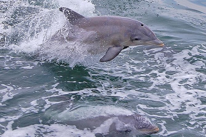 Dolphin Watching around Cape May - Lighthouse moment: the second tallest in New Jersey